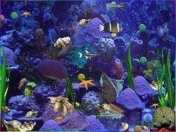 aquarium screensaver