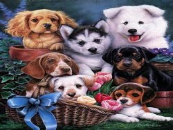 dog