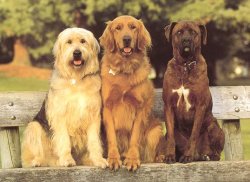 dog screensaver