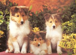 puppy